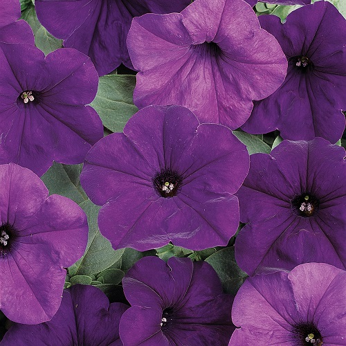 Trailing Petunia Seeds - Blue